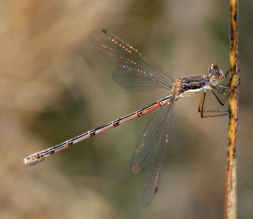 Female
27 Mar 2008  Pike